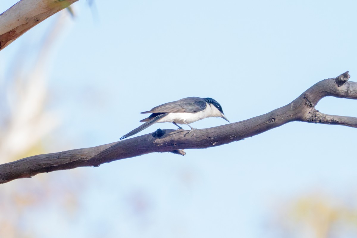 Restless Flycatcher - ML644851986
