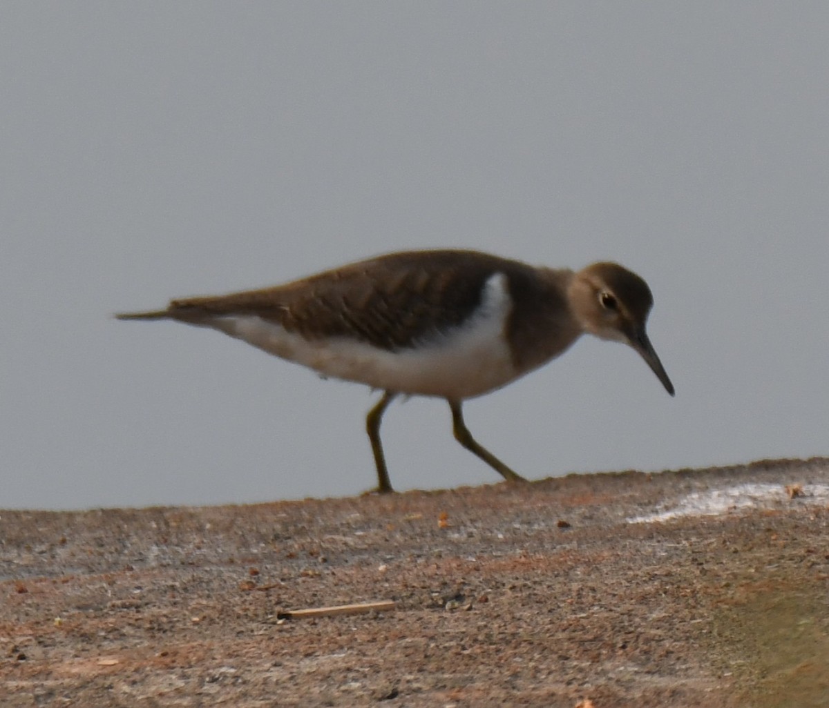 Kuliska txikia - ML644851987