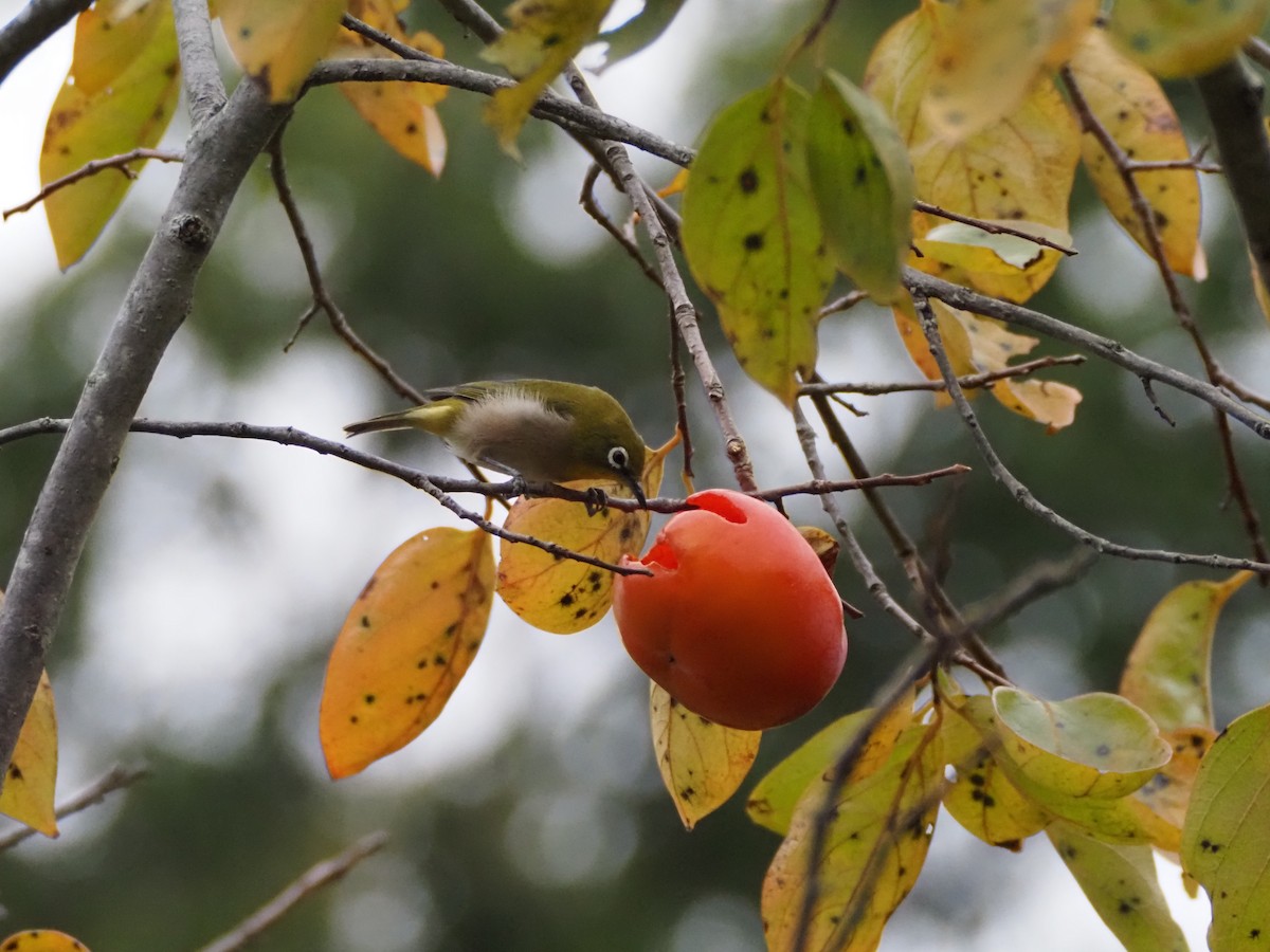 Warbling White-eye - ML644851988