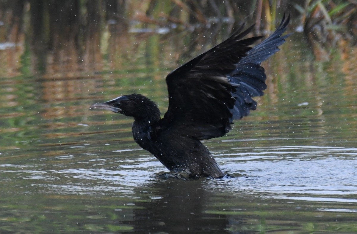 Little Cormorant - ML644851992