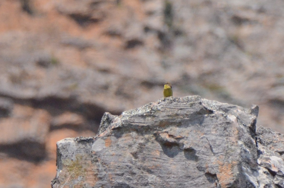 Cape Siskin - ML644851993