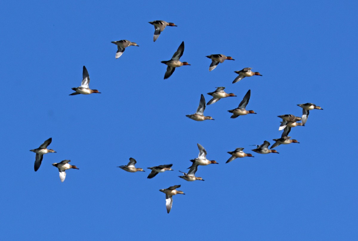 Zertzeta arrunta - ML644851994