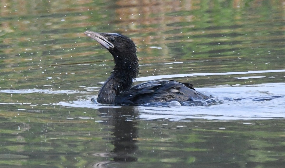 Little Cormorant - ML644852001