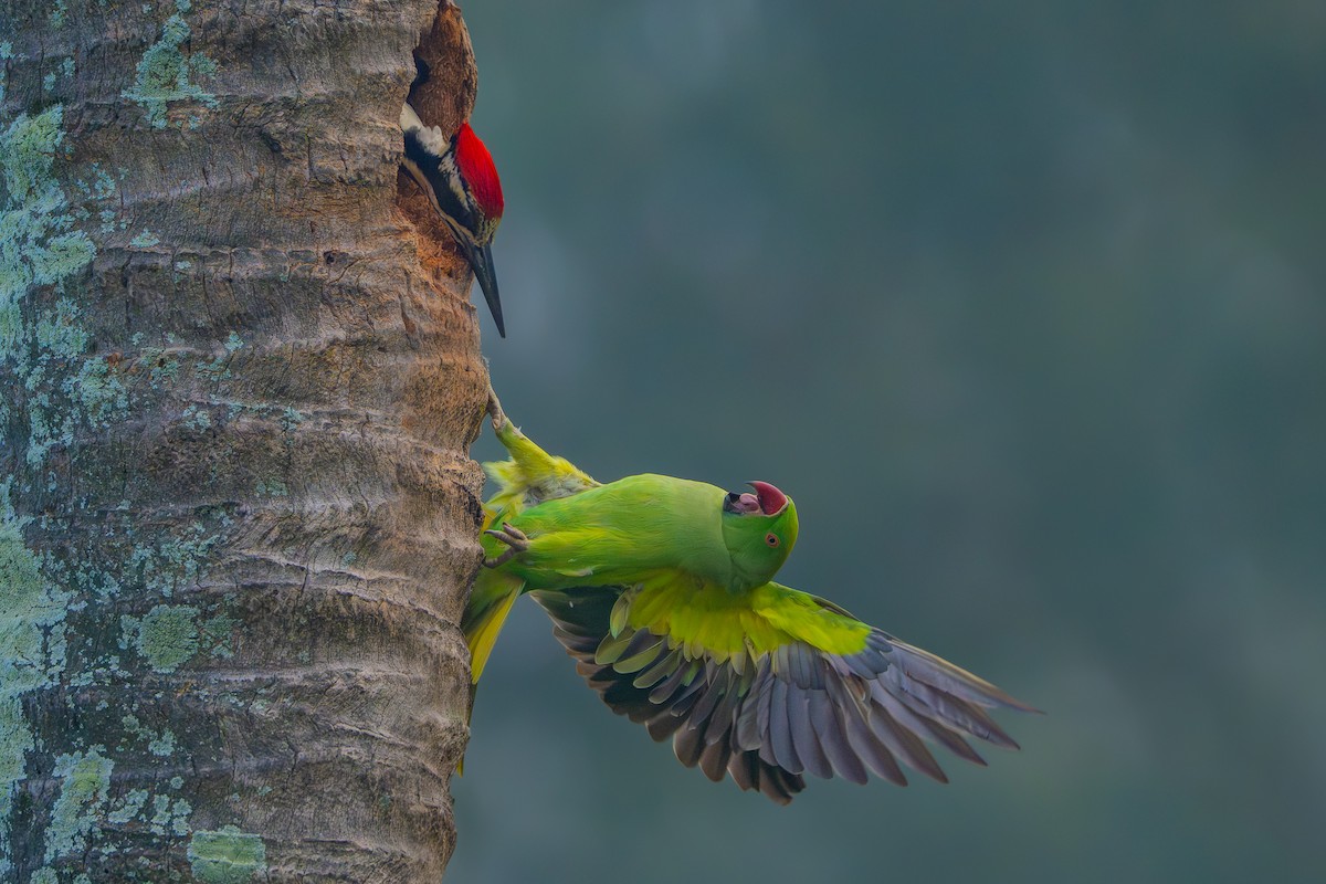 White-naped Woodpecker - ML644852003
