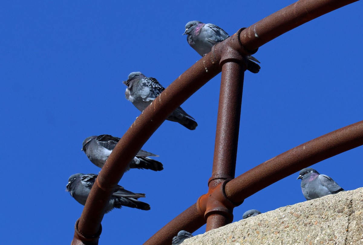 Haitz-usoa (etxekoa) - ML644852004