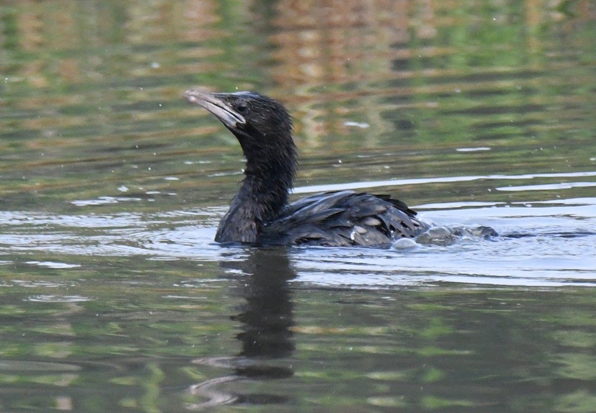 Little Cormorant - ML644852005