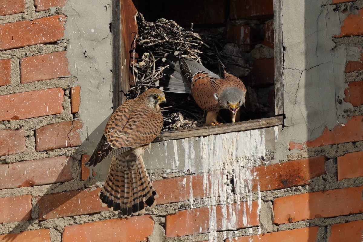 Belatz gorria - ML644852006