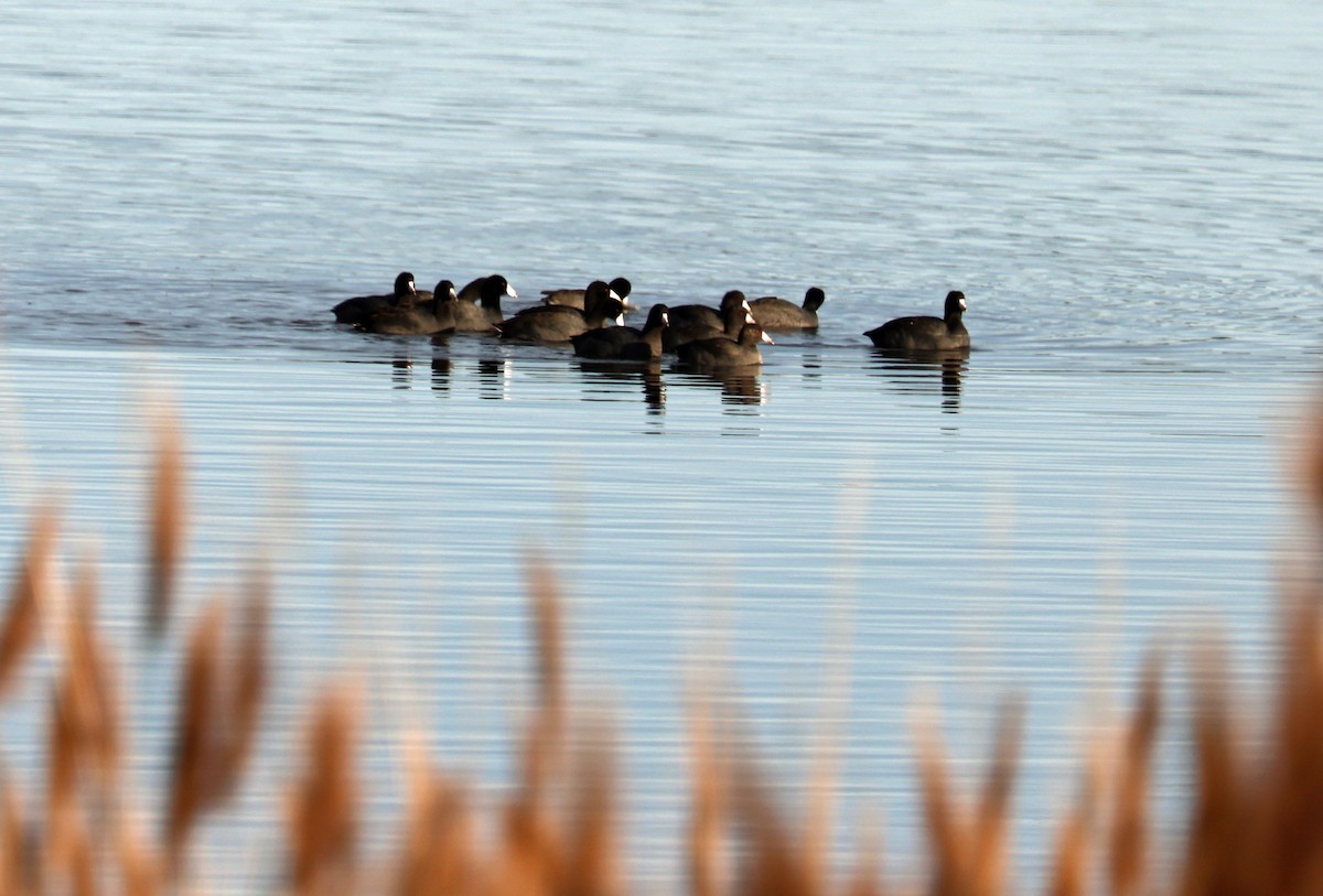 Kopetazuri amerikarra - ML644852007