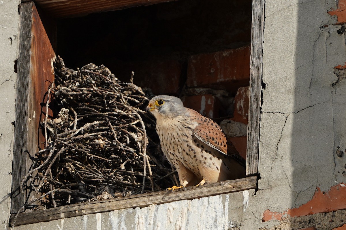 Belatz gorria - ML644852009