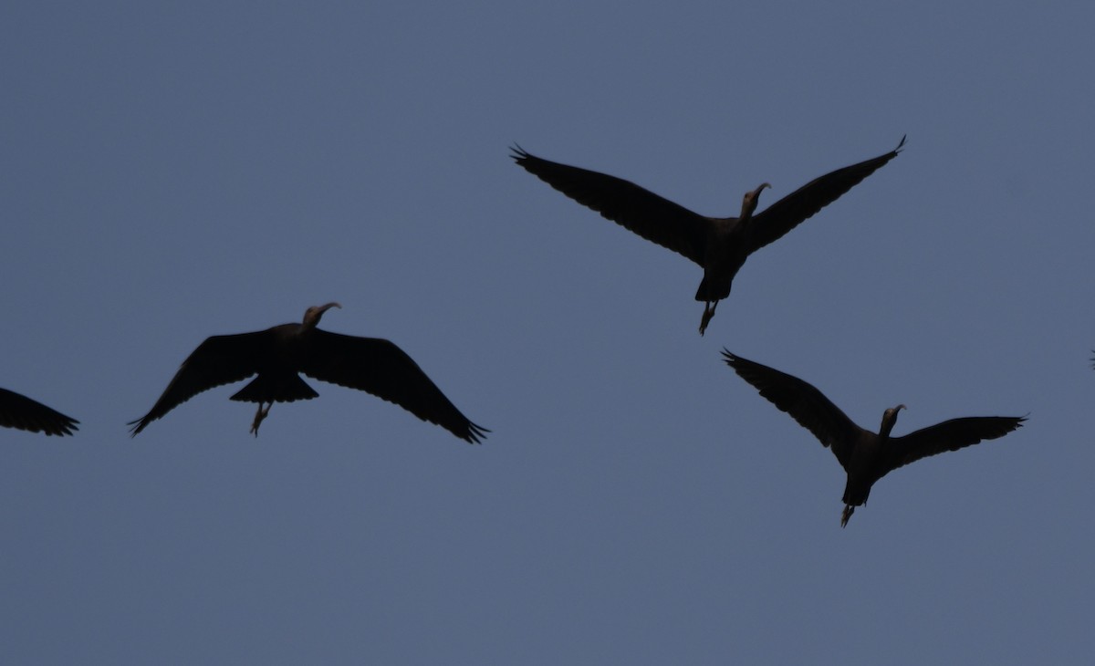 Beltzaran arrunta - ML644852011