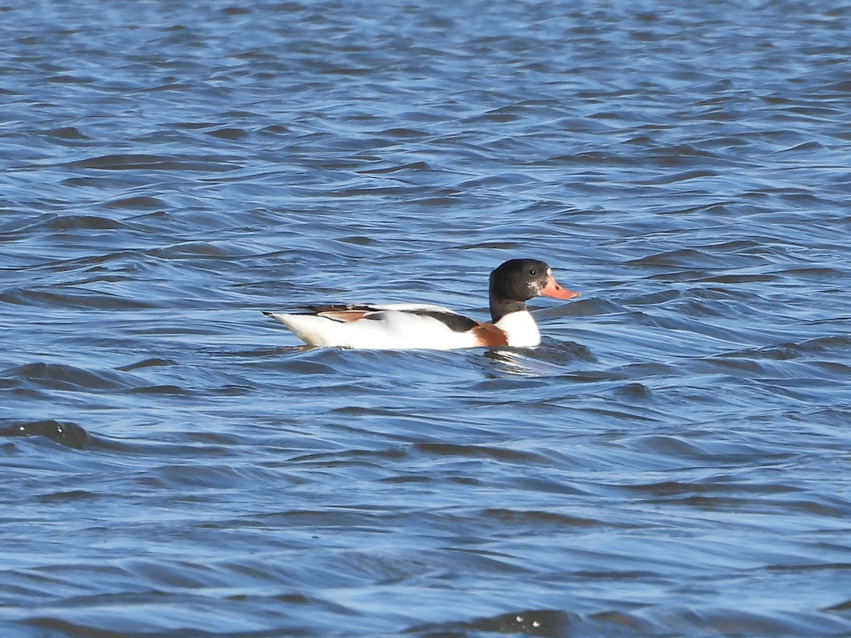 Paita arrunta - ML644852012