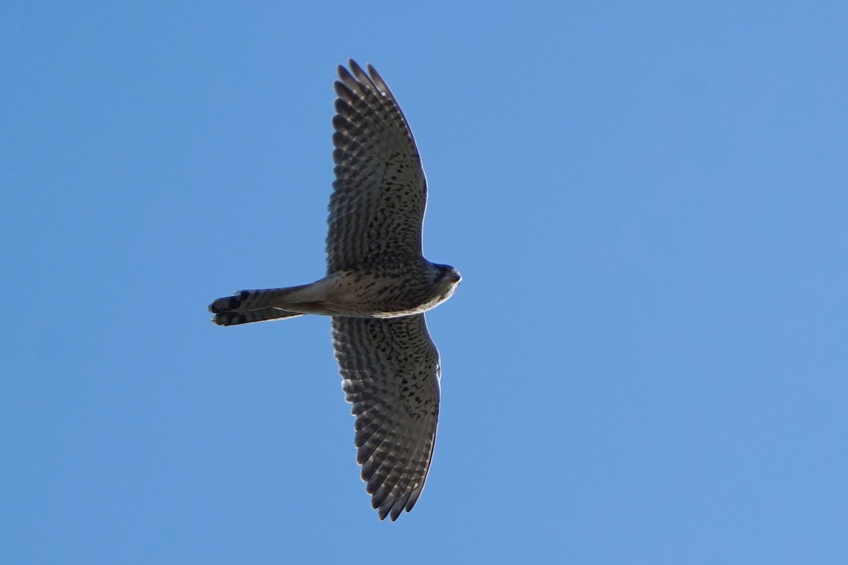 Belatz gorria - ML644852014