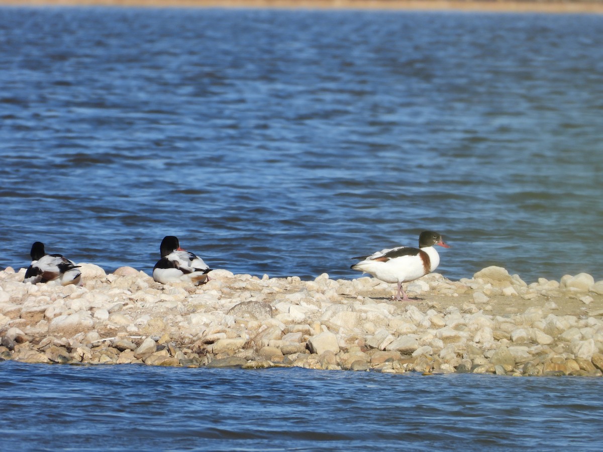 Paita arrunta - ML644852015