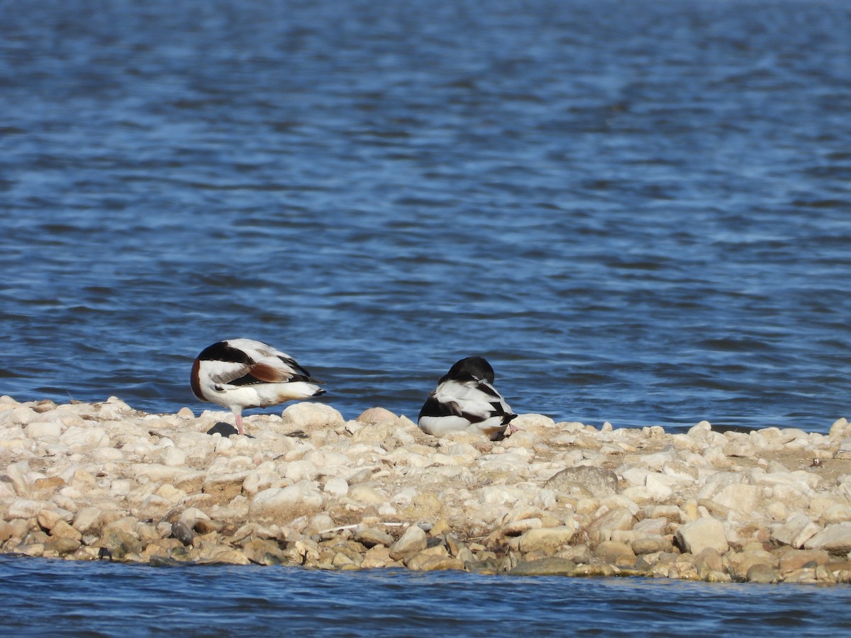 Paita arrunta - ML644852016