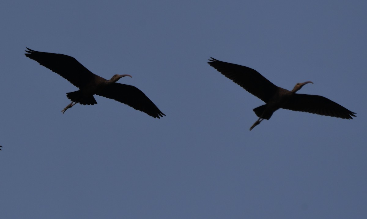 Beltzaran arrunta - ML644852017