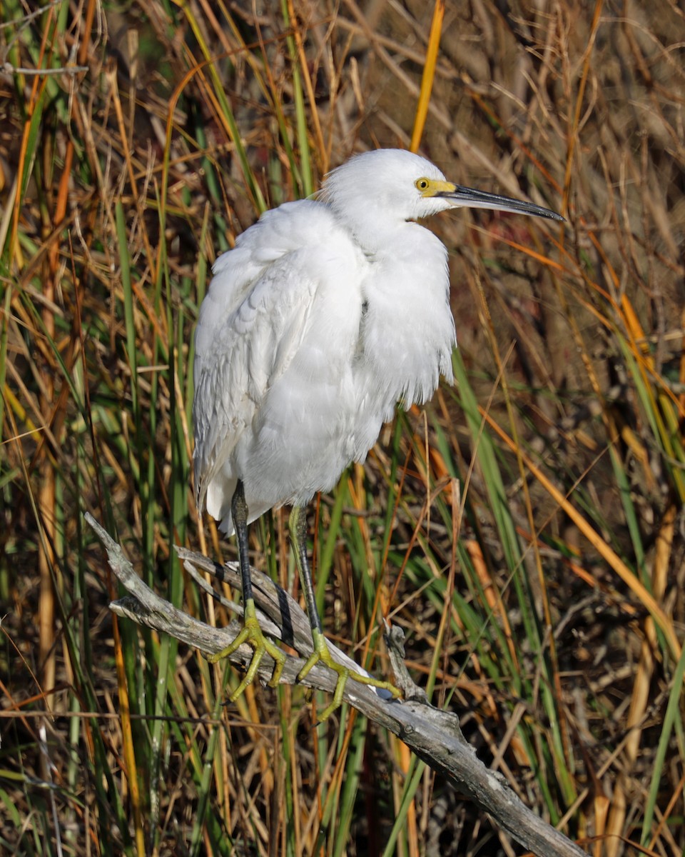 Snowy Egret - ML644852018