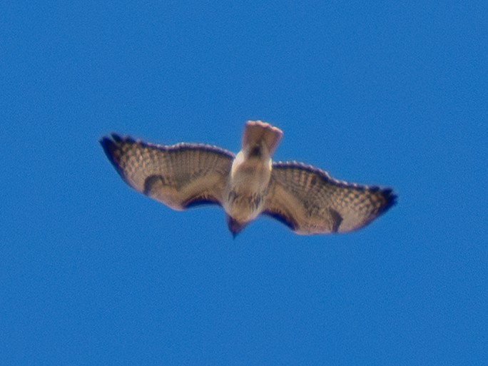 Red-tailed Hawk - ML644852020