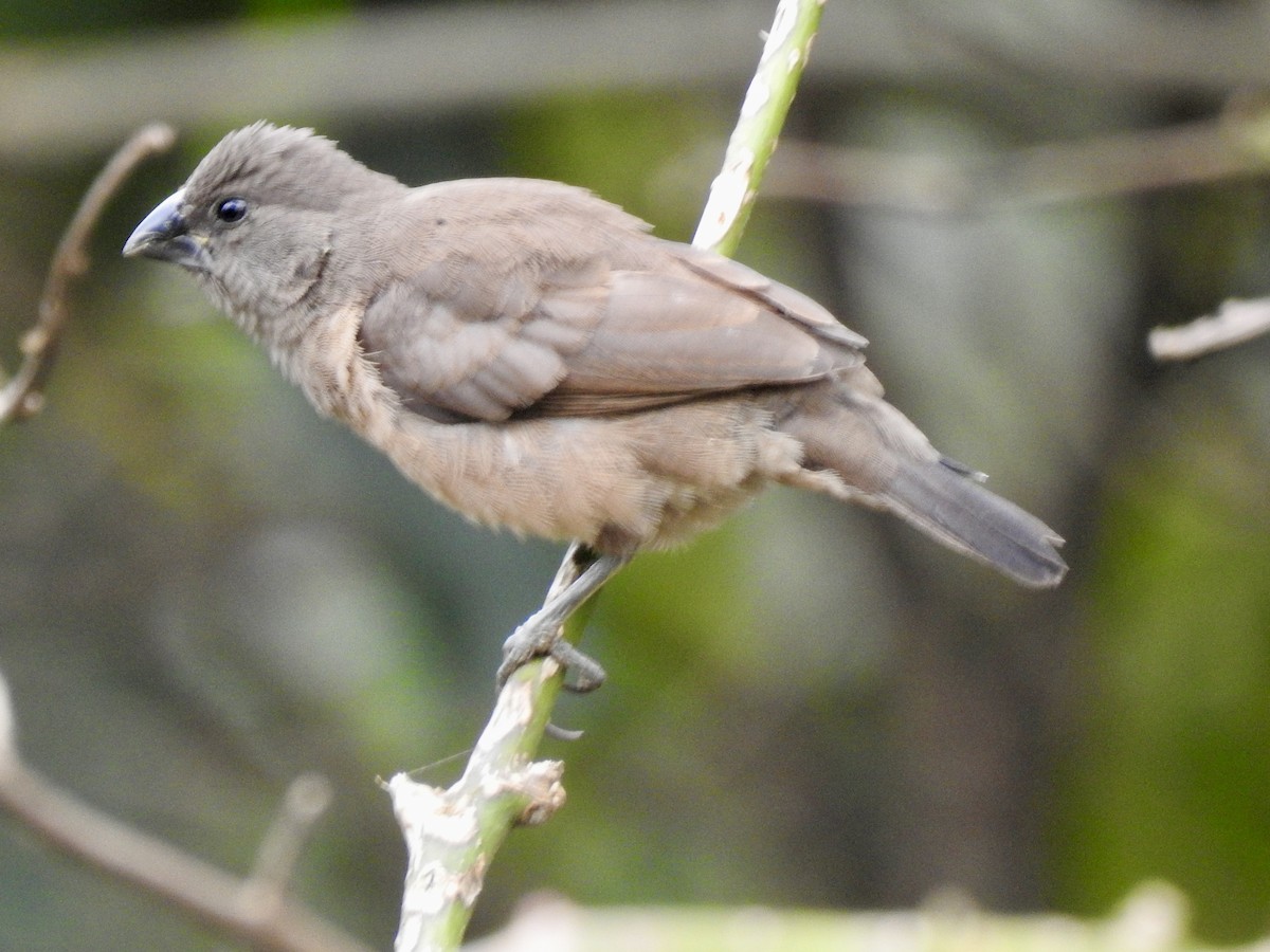 Bronze Mannikin - ML644852030