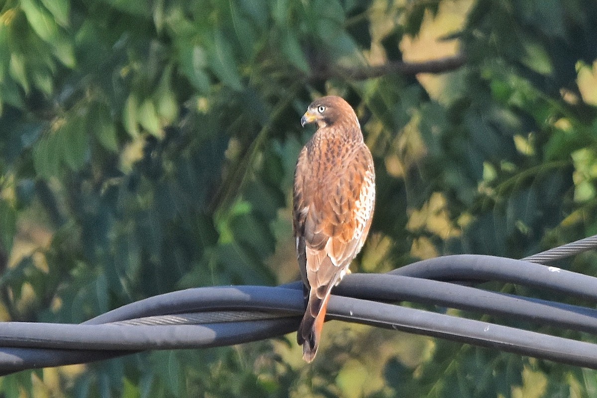 White-eyed Buzzard - ML644852031