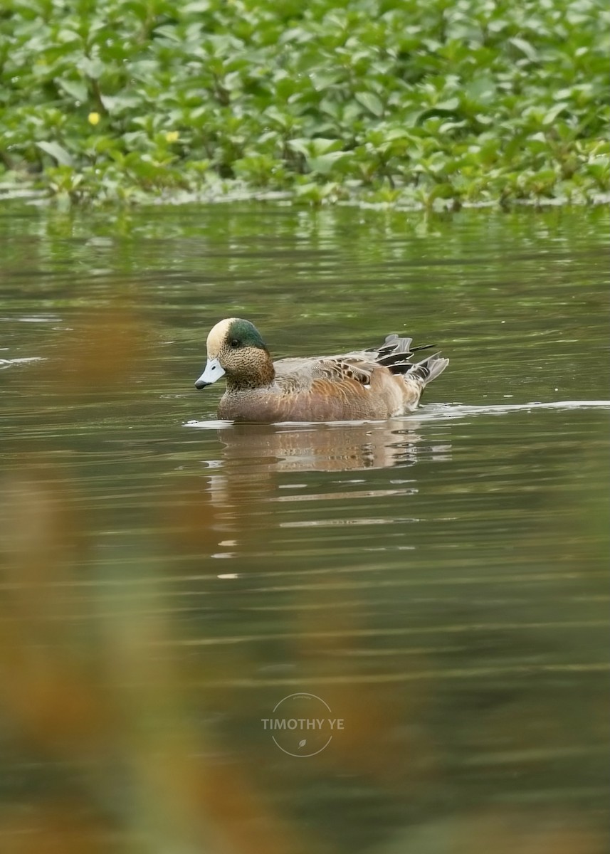 American Wigeon - ML644852070