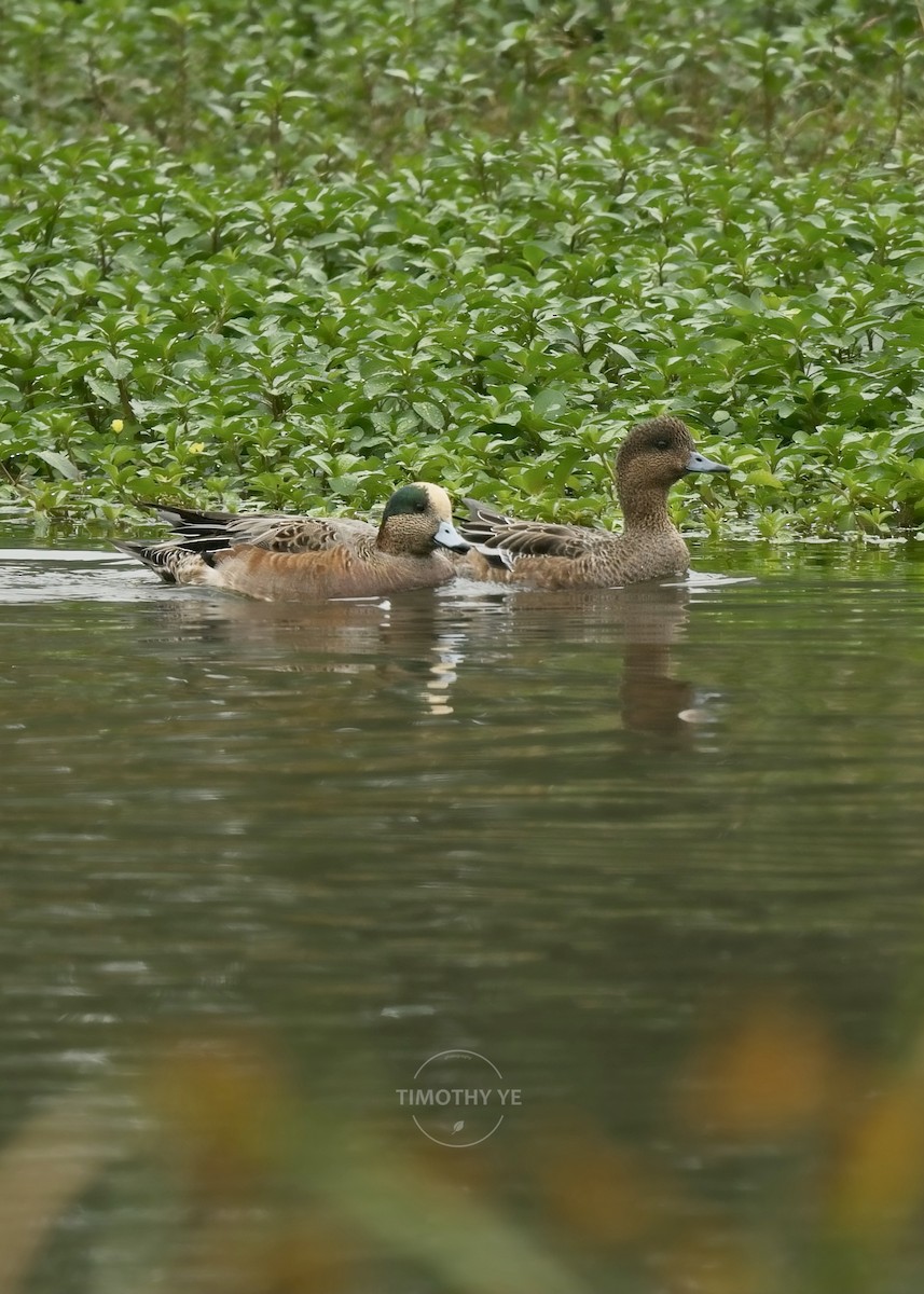 American Wigeon - ML644852071