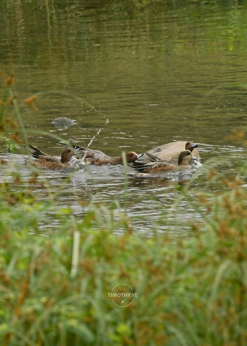 American Wigeon - ML644852072