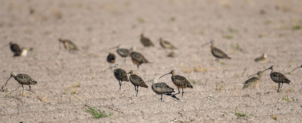 Long-billed Curlew - ML644852073