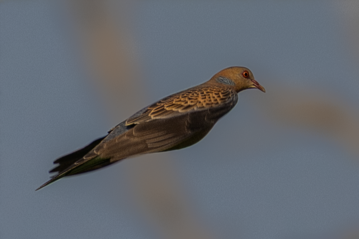 Oriental Turtle-Dove - ML644852084