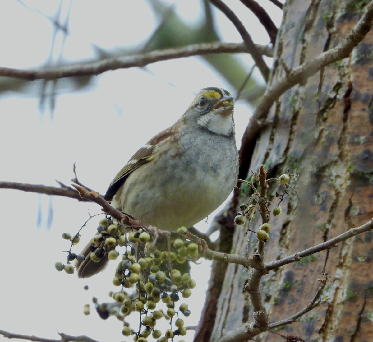 Chingolo Gorjiblanco - ML644852088