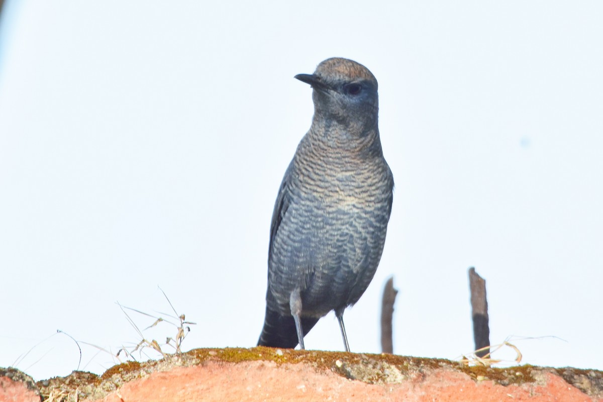 Blue Rock-Thrush - ML644852096