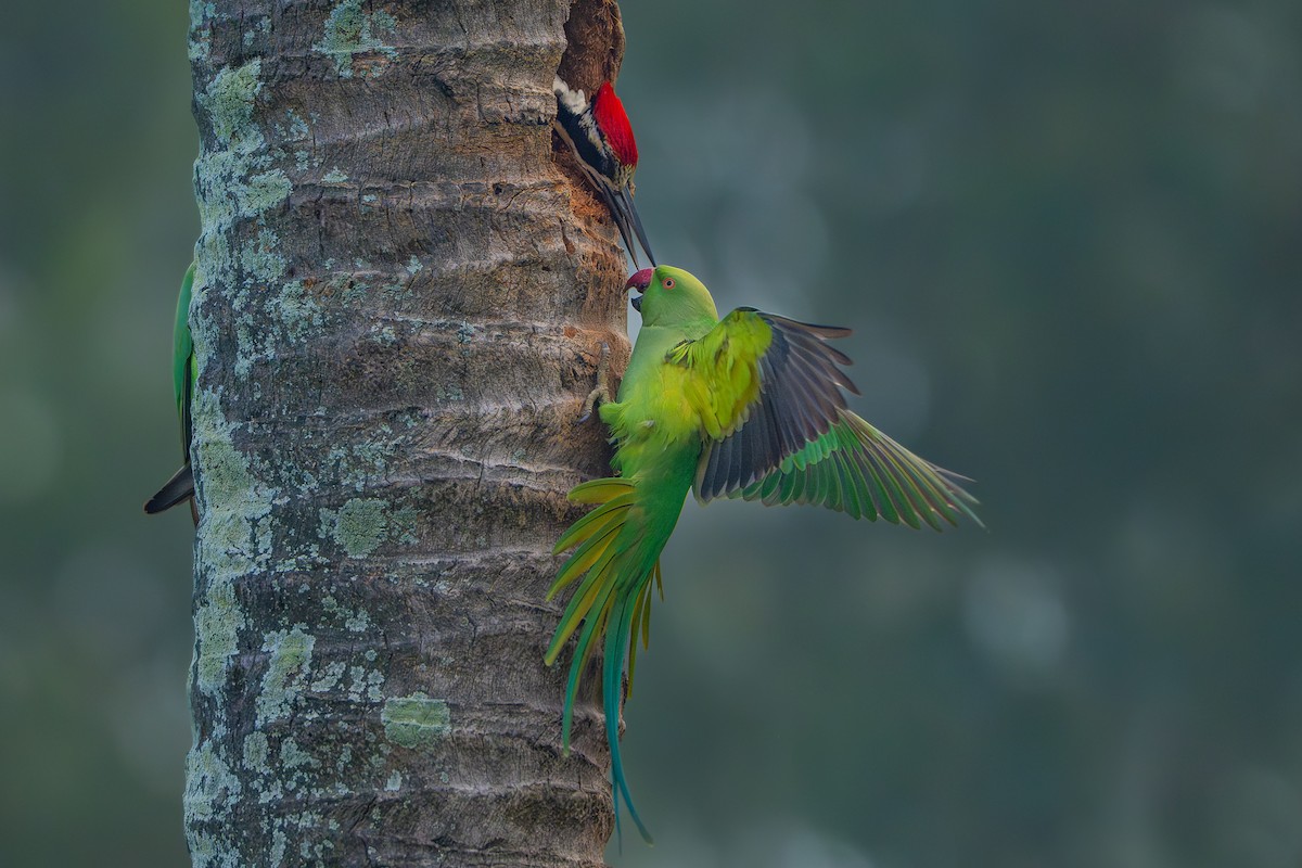 White-naped Woodpecker - ML644852099