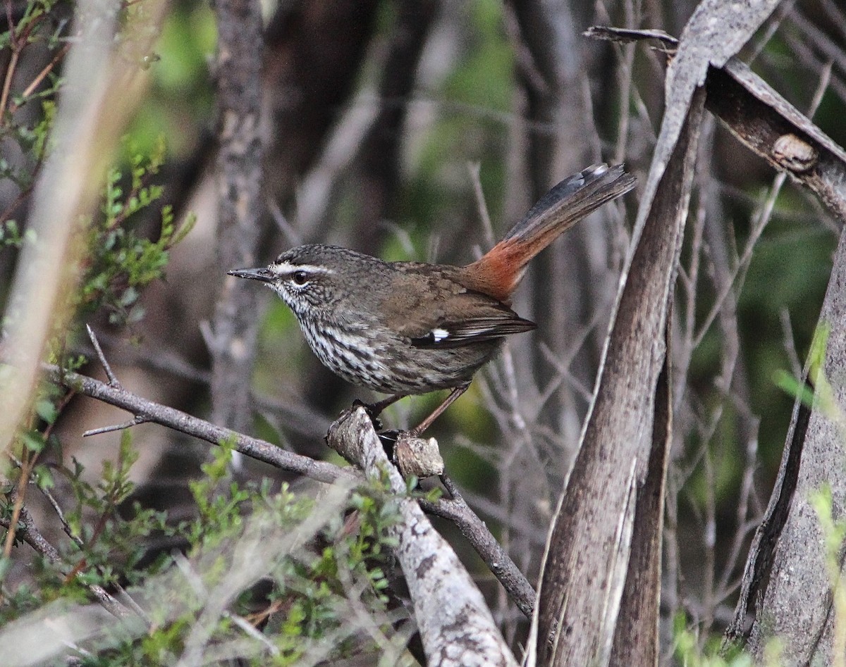 Shy Heathwren - ML64485211