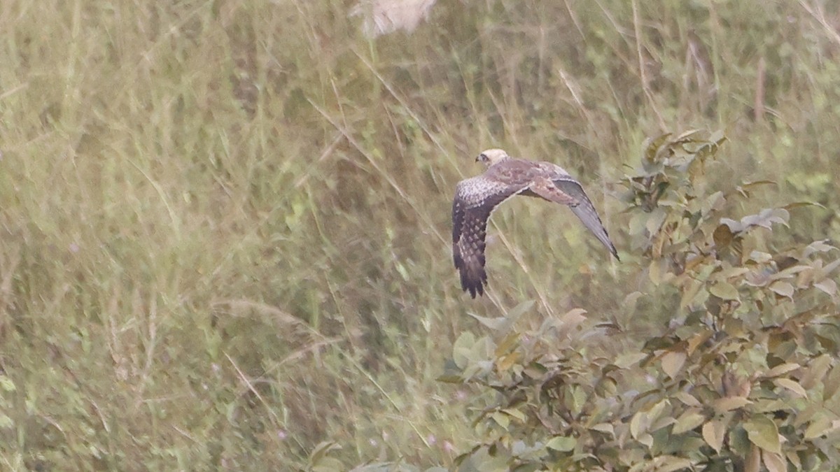 White-eyed Buzzard - ML644852121