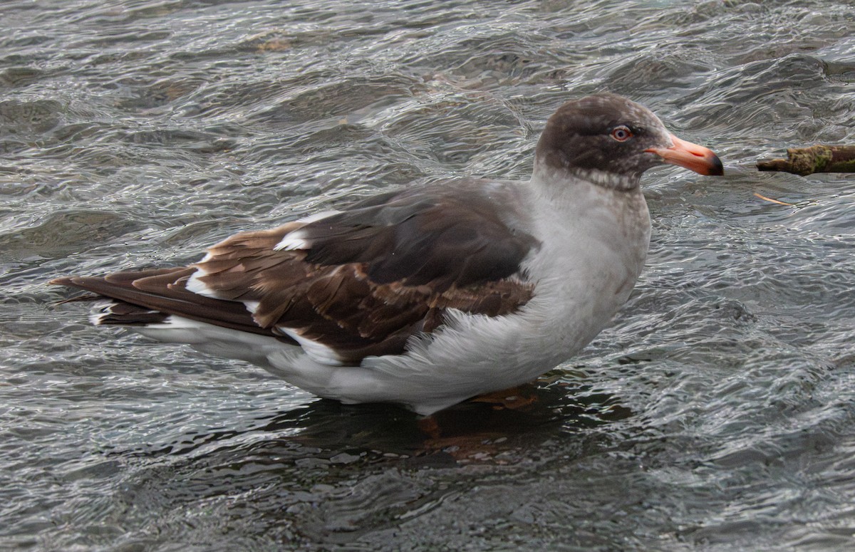 Goéland de Scoresby - ML644852125