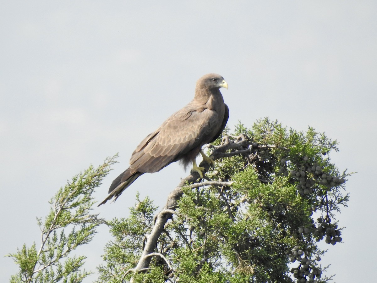 דיה צהובת-מקור - ML644852130