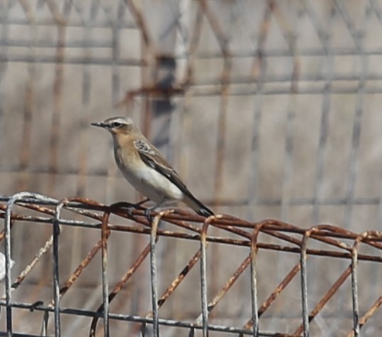 Northern Wheatear - ML644852131