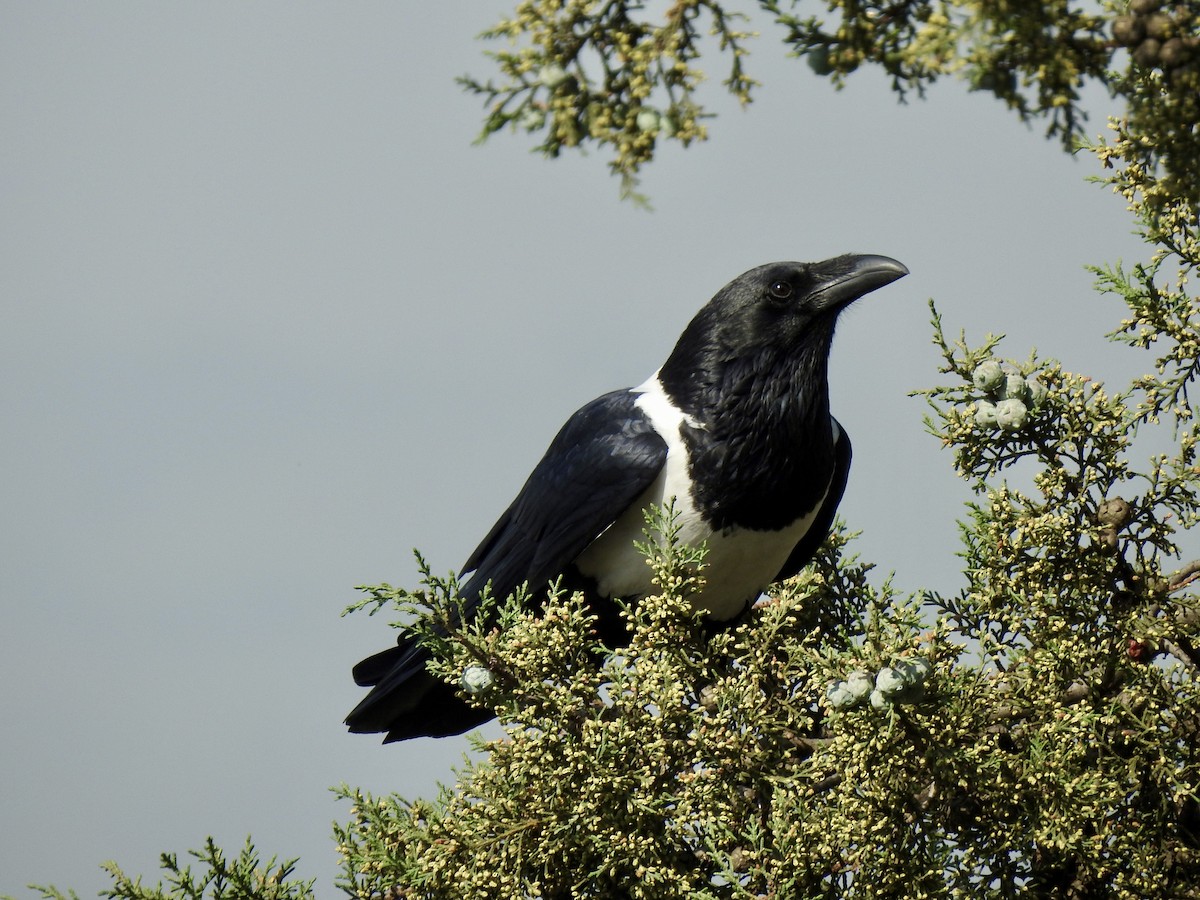 עורב עקוד - ML644852139