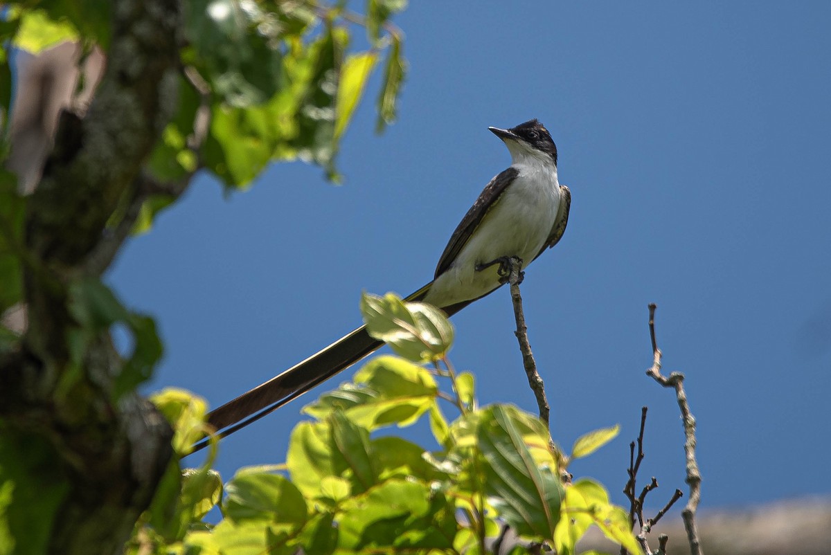 Fork-tailed Flycatcher (savana) - ML644852148