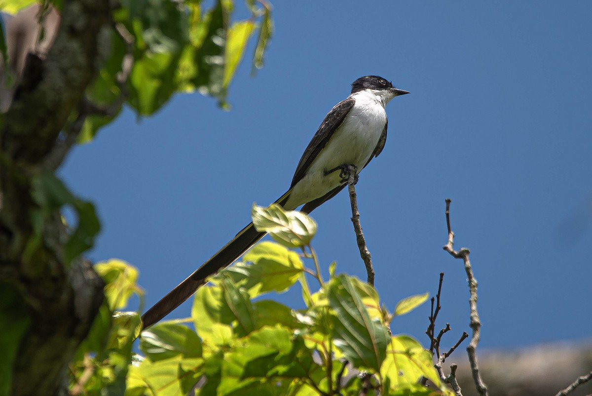 Fork-tailed Flycatcher (savana) - ML644852149