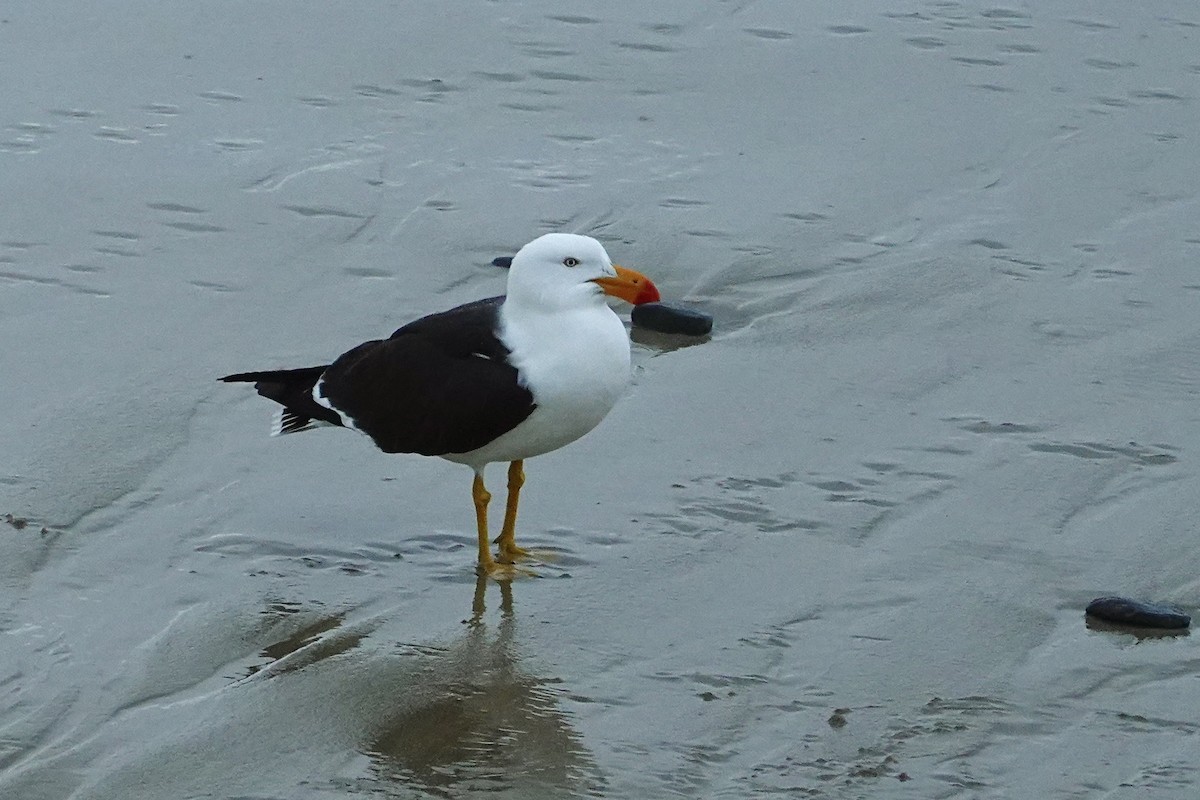 Pacific Gull - ML644852157