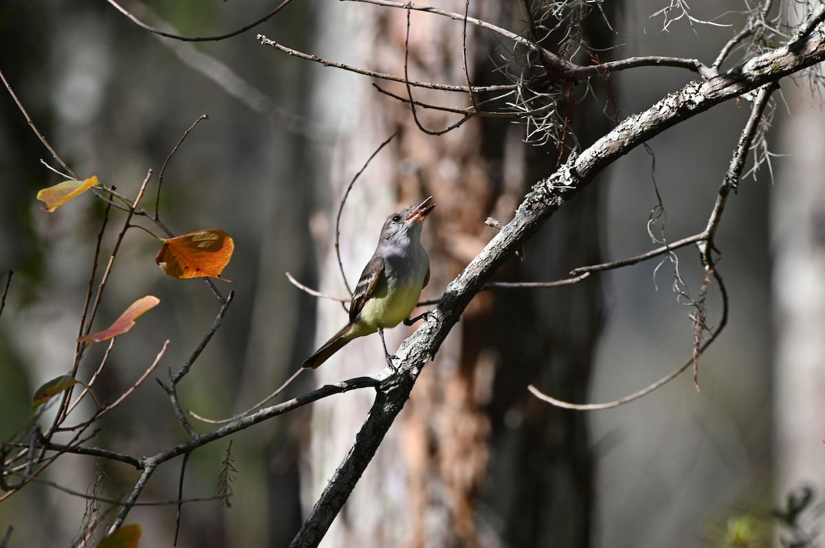 Myiarchus sp. - ML644852158