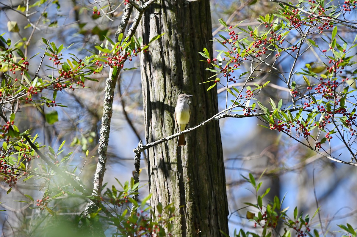 Myiarchus sp. - ML644852159