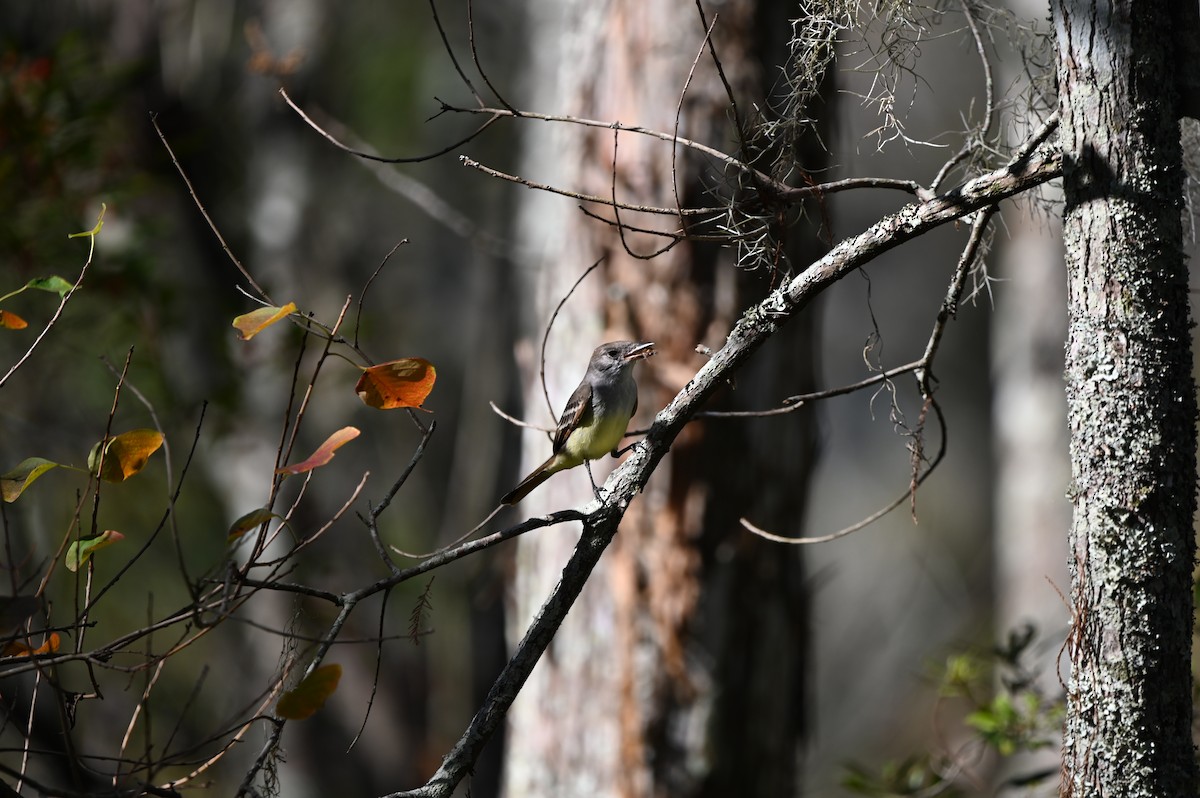 Myiarchus sp. - ML644852160