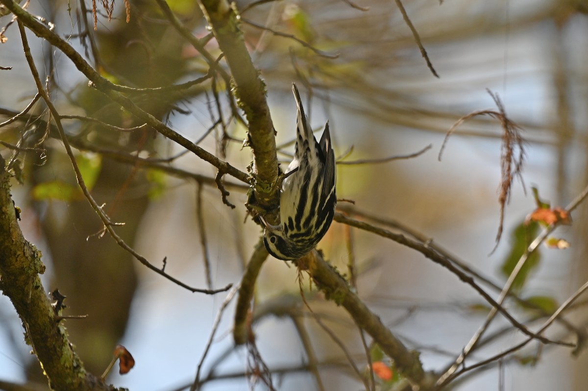 lesňáček černobílý - ML644852167