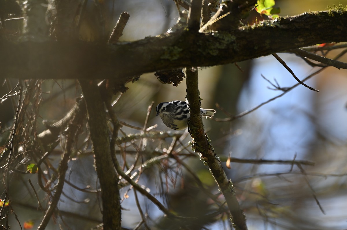 lesňáček černobílý - ML644852168