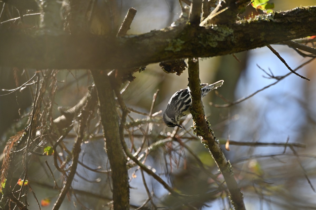 lesňáček černobílý - ML644852169