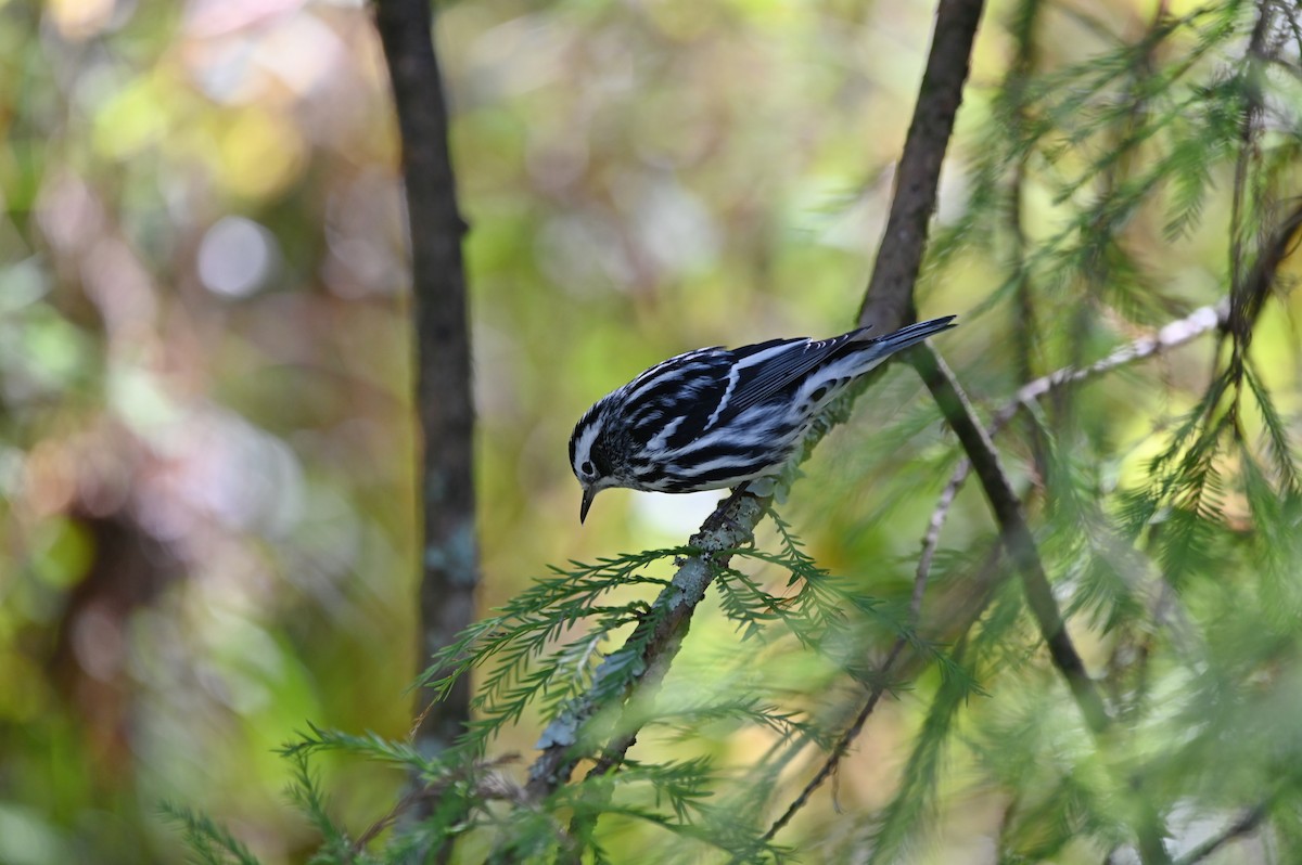 lesňáček černobílý - ML644852170
