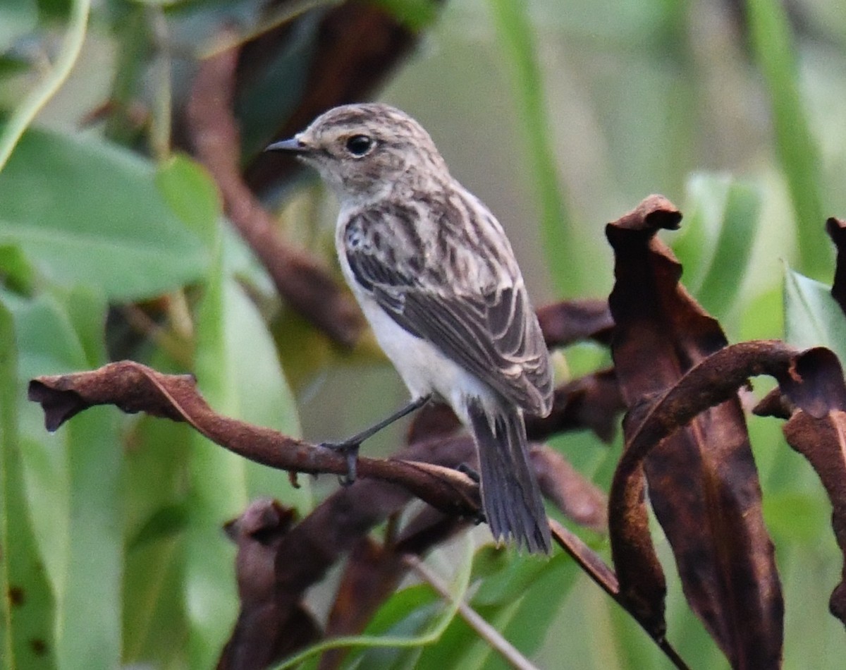 Siberian Stonechat - ML644852173
