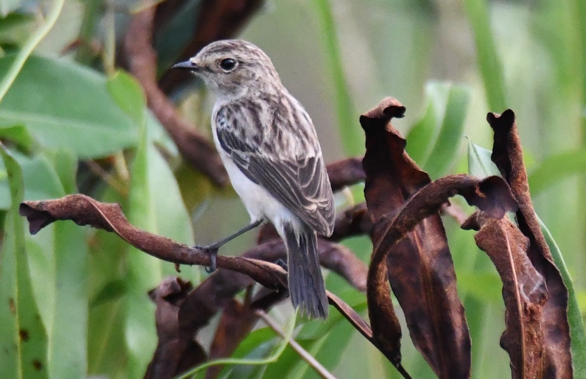 Siberian Stonechat - ML644852180