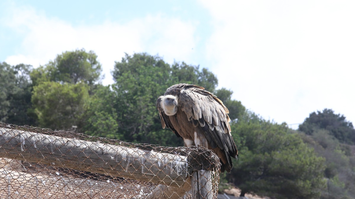 Eurasian Griffon - ML644852187